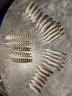 Verenkleed Gier/Sakervalk, Dieren en Toebehoren, Vogels | Overige Vogels, Roofvogel