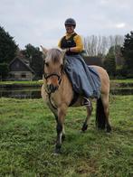 Merrie met Mening zoekt Ervaren Ruiter, Dieren en Toebehoren, 11 jaar of ouder, Recreatiepony, D pony (1.37m tot 1.48m), Merrie
