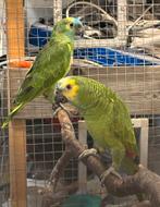 Koppeltje blauwvoorhoofd amazone’s, Dieren en Toebehoren, Meerdere dieren, Papegaai, Geringd