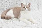 Lilac Bicolor Britse Korthaar kater, Poes, Gechipt, 0 tot 2 jaar