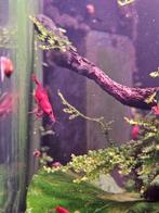 Neocaridina red sakura garnaal, Kreeft, Krab of Garnaal, Zoetwatervis