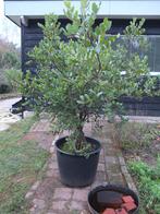 carob boom, Tuin en Terras, Planten | Bomen, Herfst, Overige soorten, 100 tot 250 cm, Ophalen