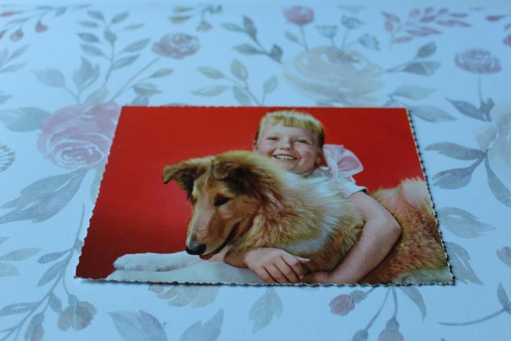 Honden Postkaart - Meisje met jonge Schotse Collie, France, Verzamelen, Ansichtkaarten | Dieren, Ongelopen, 1960 tot 1980, Hond of Kat