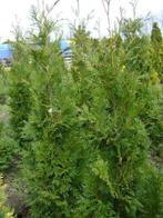 thuja haag coniferen, Ophalen, Conifeer, Haag, 100 tot 250 cm