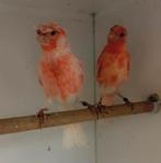 Te koop roodmozaiek kanaries, Dieren en Toebehoren, Meerdere dieren, Kleurkanarie