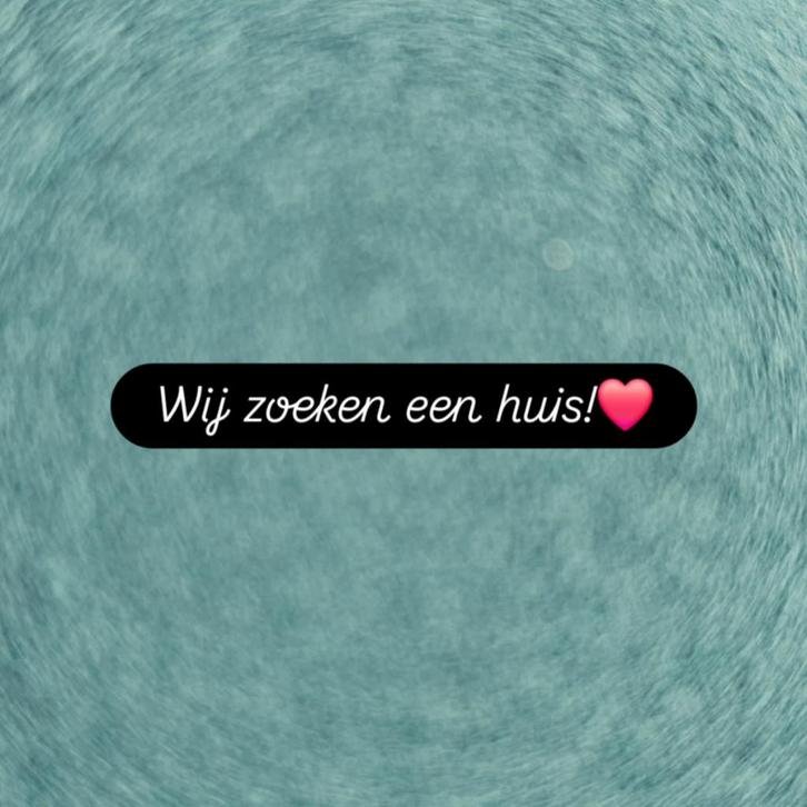 wij zoeken een huurhuis, Huizen en Kamers, Op zoek naar een huis