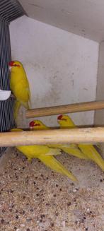 Roodvoorhoofd kakariki's poppen, Dieren en Toebehoren, Vrouwelijk, Parkiet, Geringd