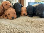 Australian labradoodle puppy's, Overige rassen, CDV (hondenziekte), 8 tot 15 weken, Meerdere
