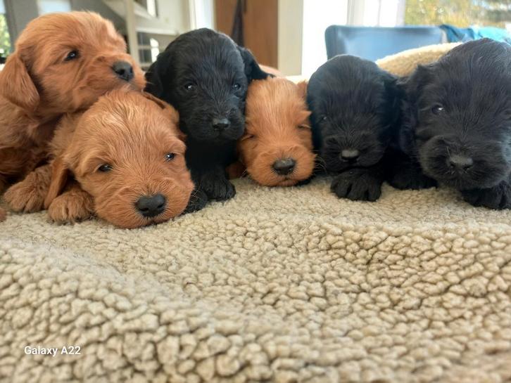 Australian labradoodle puppy's, Dieren en Toebehoren, Honden | Retrievers, Spaniëls en Waterhonden, Meerdere dieren, Overige rassen