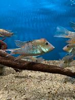 Geophagus steindachneri, Dieren en Toebehoren, Vis