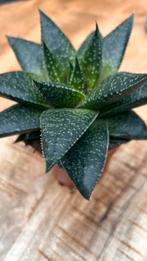 Gasteria 'Hippo' - Unieke Vetplant, Vaste plant, Bloeit niet, Halfschaduw, Ophalen