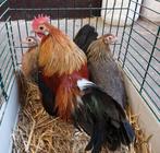 Trio Hollandse kriel, Dieren en Toebehoren, Pluimvee, Meerdere dieren, Kip