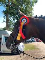 Springpaarden te koop gevraagd, Dieren en Toebehoren, Paarden, Springpaard, Gechipt, Niet van toepassing, 7 tot 10 jaar