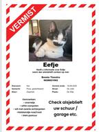 Vermist eefje, Dieren en Toebehoren, Kat