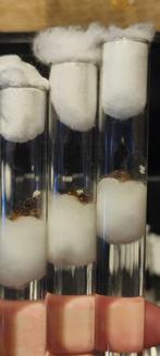 Lasius Niger Koninginnen | Zwarte Wegmier | Kolonie Starten, Mieren