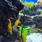Gele Neocaridina garnalen, Dieren en Toebehoren, Vissen | Aquariumvissen, Kreeft, Krab of Garnaal