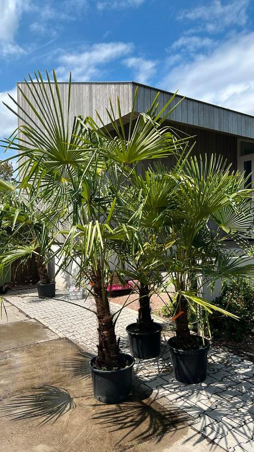 Trachycarpus Palmbomen, tot 80 cm stam.vanaf €3,50, Tuin en Terras, Planten | Tuinplanten, Overige soorten, Halfschaduw, Zomer