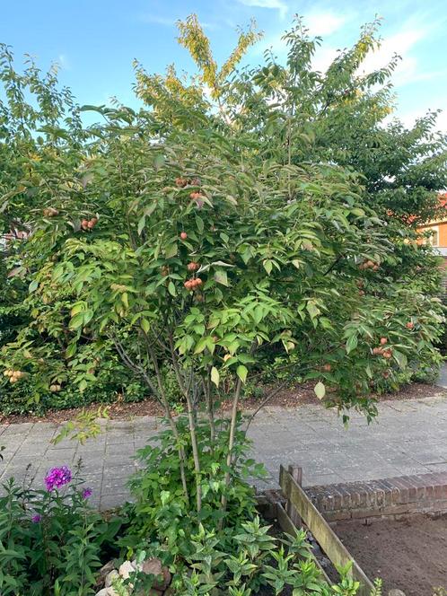 Prachtige pimpernoot oftewel klootzakken boom met vruchten, Tuin en Terras, Planten | Bomen, Overige soorten, Volle zon, Ophalen