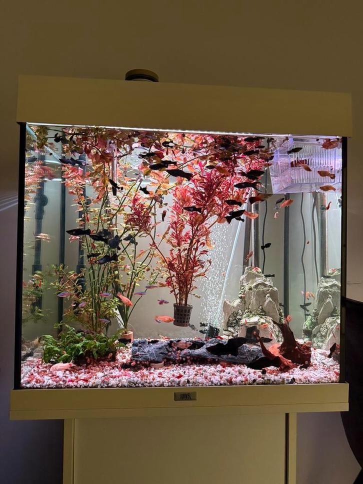 molly en rode garnalen, Dieren en Toebehoren, Vissen | Aquaria en Toebehoren, Zo goed als nieuw, Plant(en), Steen of Hout, Ophalen of Verzenden