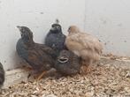 kwartels, Meerdere dieren, Tropenvogel