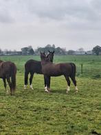 Plek vrij voor ruin op all in stal in Soest, Dieren en Toebehoren, Stalling en Weidegang