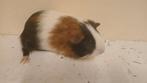Jong cavia beertje, Dieren en Toebehoren, Augustus, Mannelijk, Cavia