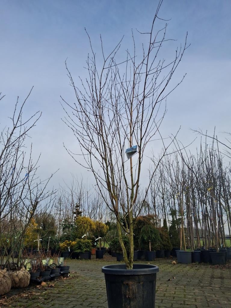 Berk (Betula utilis 'Jacquemontii') meerstammig, pot gekwee, Tuin en Terras, Ophalen of Verzenden, Lente, 100 tot 250 cm, Zuilboom