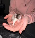 Baby ratjes, Dieren en Toebehoren, Oktober, Meerdere dieren, Rat