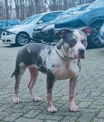 American bully xl teef, Dieren en Toebehoren, Overige rassen, CDV (hondenziekte), 8 tot 15 weken, Meerdere