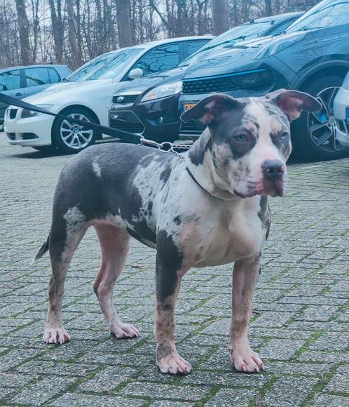 American bully xl teef, Dieren en Toebehoren, Honden | Bulldogs, Pinschers en Molossers, Overige rassen, Fokker | Hobbymatig, Meerdere