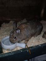dwergkonijn, Dieren en Toebehoren, Konijnen, Meerdere dieren, Dwerg