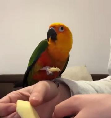 Sunny een bijzonder zonparkietje beschikbaar voor biedingen