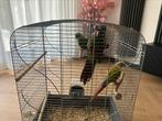 Half tamme   pyrrhura incl kooi toebehoren, Ophalen of Verzenden, Zo goed als nieuw, Vogelkooi