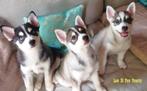 Pomsky puppy's te koop. Uniek in NL, F4+, Overige rassen, 8 tot 15 weken, CDV (hondenziekte), Meerdere