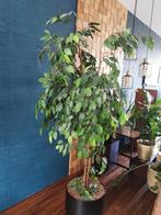 Ficus kunstplant kunstboom 160 cm hoog. Incl pot, Ophalen