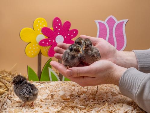 Barnevelder kriel kuikens zilveren hennen, gesekst + ingeënt, Dieren en Toebehoren, Pluimvee, Kip, Vrouwelijk