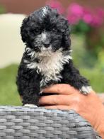 Maltipoo x toy poedle puppy’s incl gezondheid verklaring, Rabiës (hondsdolheid), 8 tot 15 weken, Meerdere, Nederland