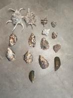 Zee schelpen, Overige materialen, Nieuw, 1 bedel, Ophalen