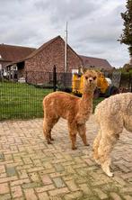 Leuk groepje alpaca’s te koop!, Dieren en Toebehoren, Overige Dieren, Februari, Meerdere dieren
