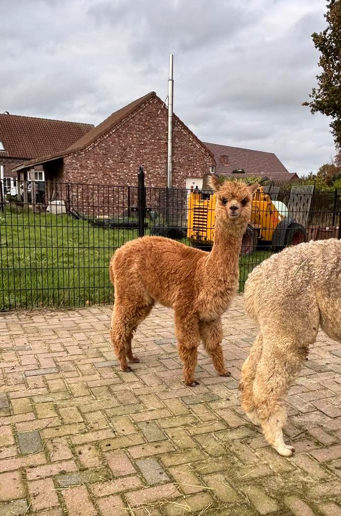 Leuk groepje alpaca’s te koop!, Dieren en Toebehoren, Overige Dieren, Meerdere dieren, Februari