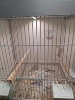 Kleur kanaries te koop, Dieren en Toebehoren, Mannelijk, Kleurkanarie