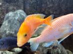 metriclima Malawi Cichliden kweekgroep, Dieren en Toebehoren, Vissen | Aquariumvissen, Vis