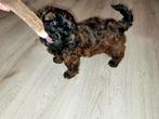 Poedel toy ×boomer (1 reutje over)klaar voor verhuizen, Dieren en Toebehoren, Honden | Chihuahua's en Gezelschapshonden, Poedel