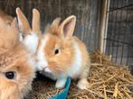 Lieve jonge Dwergkonijntjes, Dieren en Toebehoren, Konijnen, Meerdere dieren, Dwerg, 0 tot 2 jaar