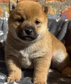 Shiba inu pups, Dieren en Toebehoren, België, Fokker | Hobbymatig, Rabiës (hondsdolheid), Overige rassen