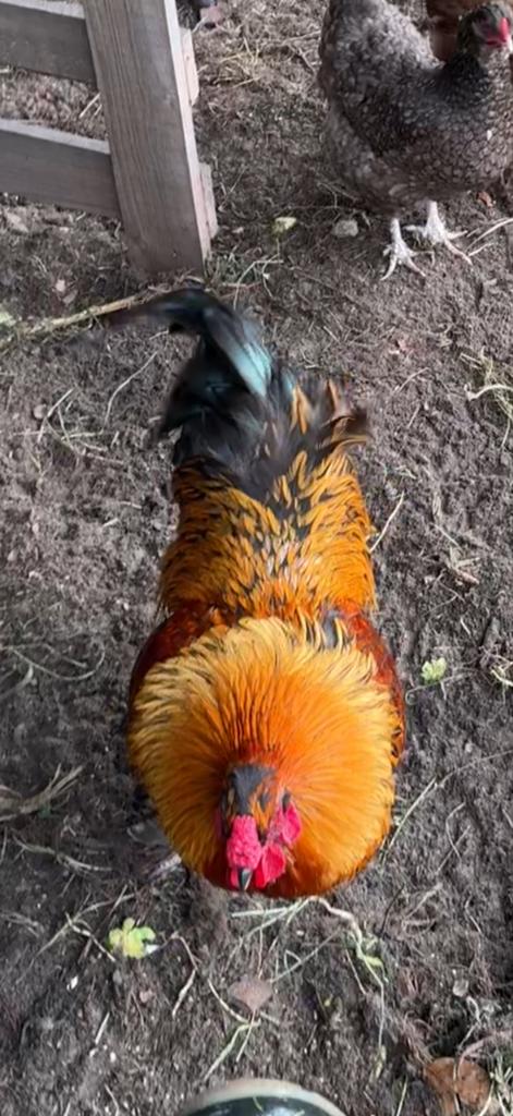 Haan moet weg, Dieren en Toebehoren, Pluimvee, Mannelijk, Kip