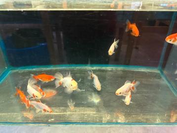 Tekoop Japanse Jikin beschikbaar voor biedingen