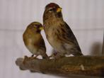 Tropische vogels: Veel keuze + goed advies, Dieren en Toebehoren, Vogels | Kanaries, Meerdere dieren, Kleurkanarie