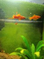 Zwaarddragers te koop, Vis, Zoetwatervis, Schoolvis