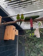 Grasparkieten Wildkleur, Dieren en Toebehoren, Vogels | Parkieten en Papegaaien, Meerdere dieren, Parkiet, Tam